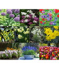  Dehner Blumenzwiebel 5 Monate Blütenpracht, 200 Stk.