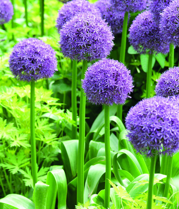  Dehner Blumenzwiebel 5 Monate Blütenpracht, 200 Stk.