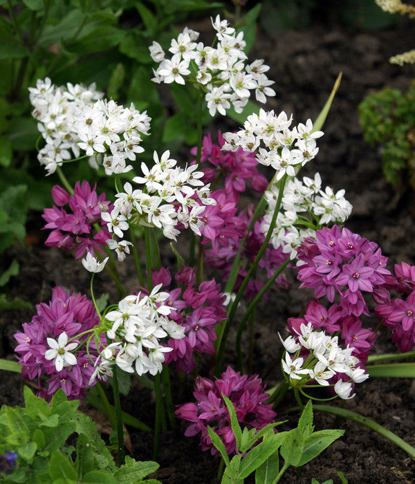  Dehner Blumenzwiebel 5 Monate Blütenpracht, 200 Stk.
