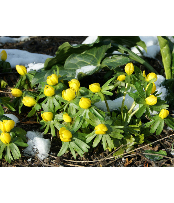  Dehner Blumenzwiebel 5 Monate Blütenpracht, 200 Stk.