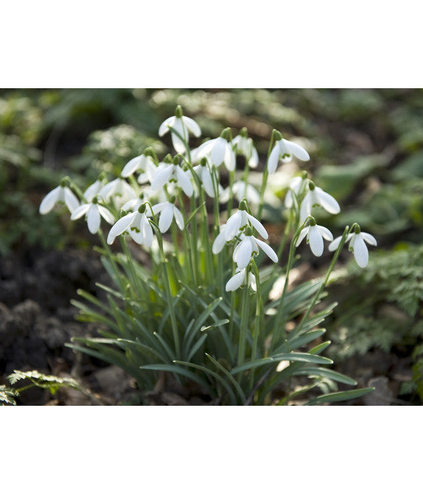  Dehner Blumenzwiebel 5 Monate Blütenpracht, 200 Stk.