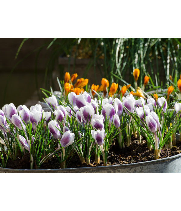  Dehner Blumenzwiebel 5 Monate Blütenpracht, 200 Stk.
