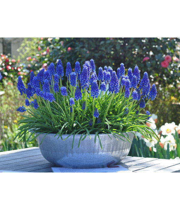  Dehner Blumenzwiebel 5 Monate Blütenpracht, 200 Stk.
