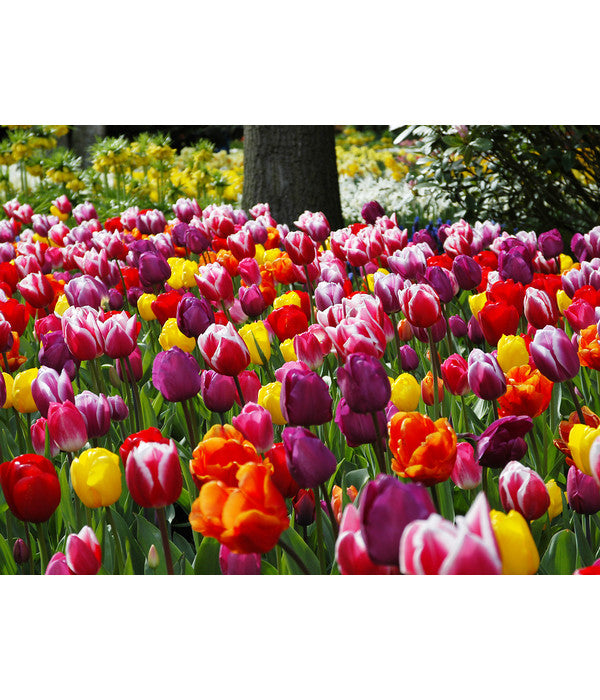  Dehner Blumenzwiebel 5 Monate Blütenpracht, 200 Stk.