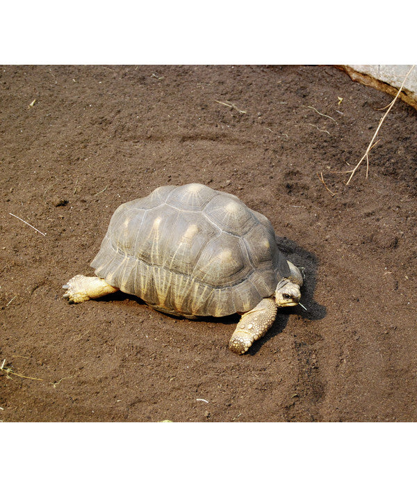  Floragard Schildkrötensubstrat