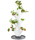  Gusta Garden Erdbeerbaum Sissi Strawberry Starter, Ca. B32/H77/T27 Cm