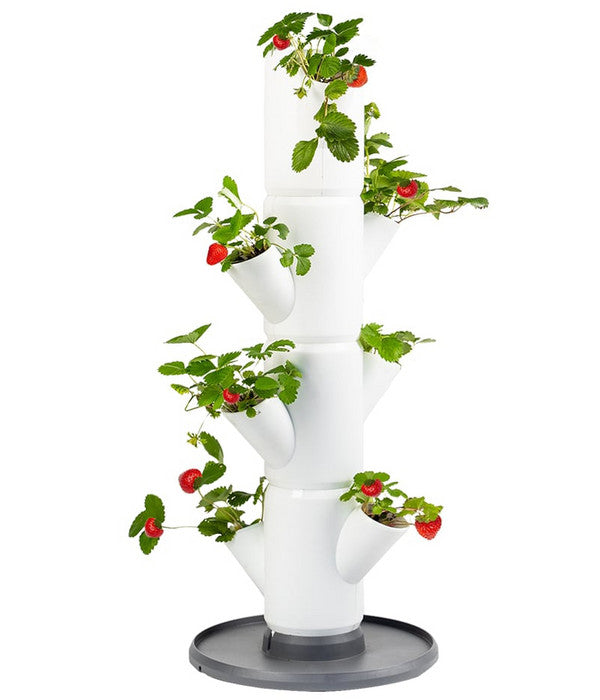  Gusta Garden Erdbeerbaum Sissi Strawberry Starter, Ca. B32/H77/T27 Cm