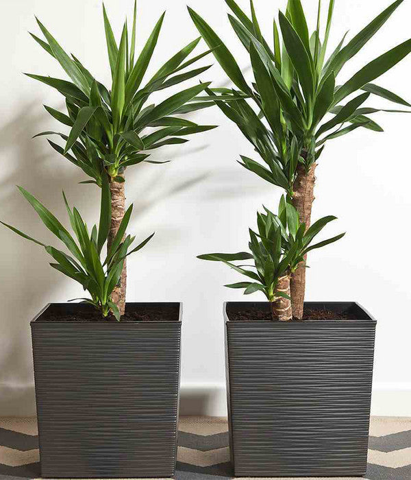  Siena Garden Kunststoff-Topf Biron, Eckig, Ca. B40/H41,5/T40 Cm