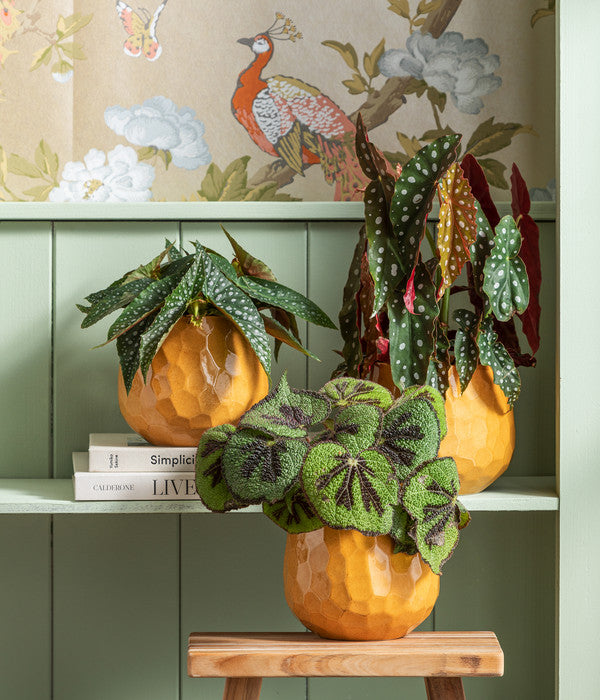  Forellenbegonie - Begonia Maculata 'Wings'