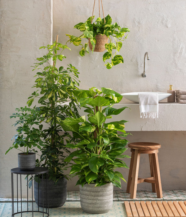  Strahlenaralie - Schefflera Arboricola