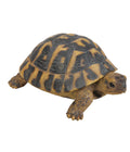  Dehner Polyresin-Landschildkröte
