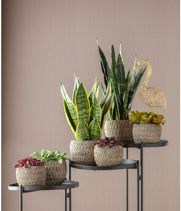  Bogenhanf - Sansevieria Trifasciata Var. Laurentii