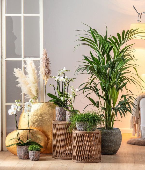  Midi Schmetterlingsorchidee - Phalaenopsis Cultivars, Weiß