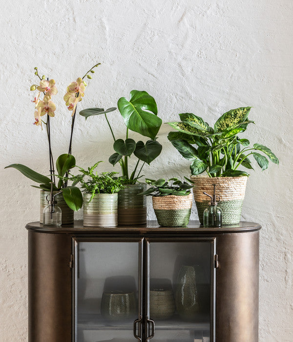  Schmetterlingsorchidee - Phalaenopsis Cultivars, Verschiedene Sorten