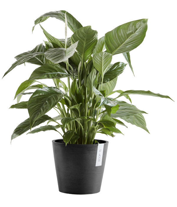  Ecopots Kunststoff-Topf Amsterdam Mit Wassersystem, Rund