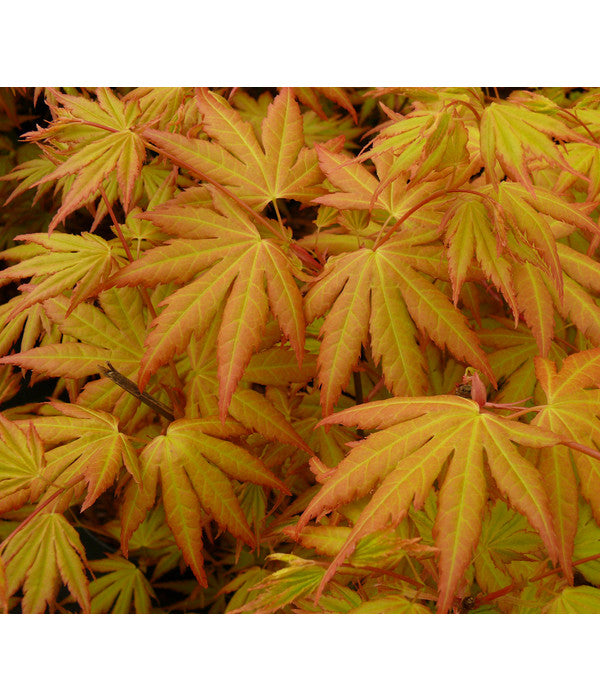  Fächerahorn 'Orange Dream'