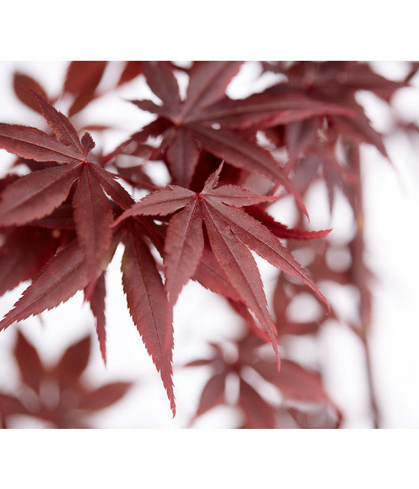  Roter Fächerahorn 'Bloodgood'