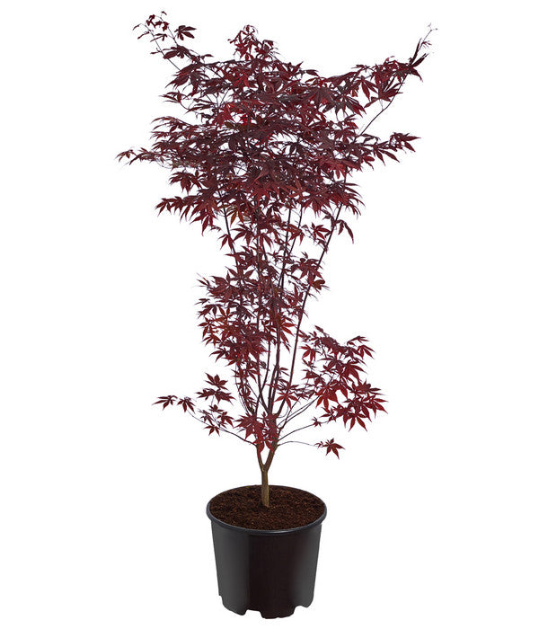  Roter Fächerahorn 'Bloodgood'