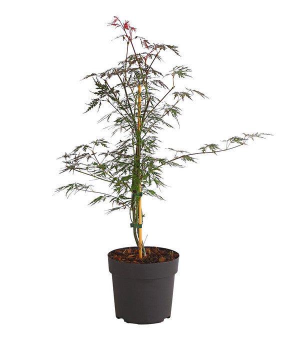  Dunkelroter Schlitz-Ahorn 'Dissectum Garnet'