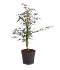  Dunkelroter Schlitz-Ahorn 'Dissectum Garnet'