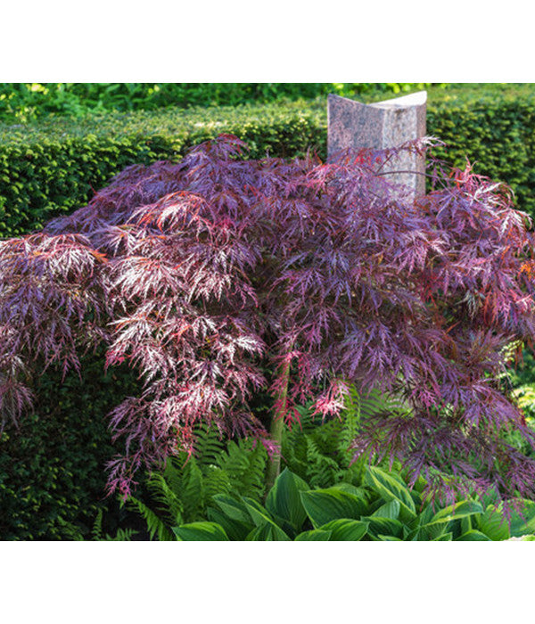  Dunkelroter Schlitz-Ahorn 'Dissectum Garnet', Ca. 30-40 Cm