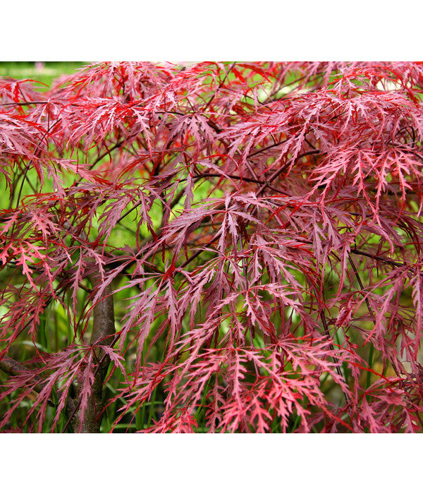  Dunkelroter Schlitz-Ahorn 'Dissectum Garnet'