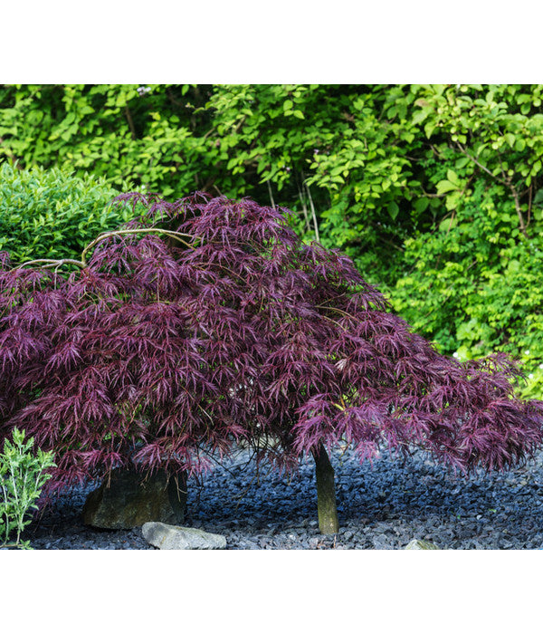 Dunkelroter Schlitz-Ahorn 'Dissectum Garnet'