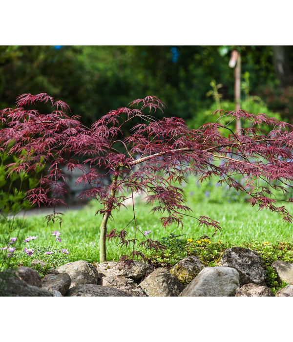  Dunkelroter Schlitz-Ahorn 'Dissectum Garnet', Ca. 30-40 Cm