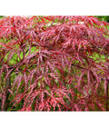  Dunkelroter Schlitz-Ahorn 'Dissectum Garnet', Ca. 30-40 Cm
