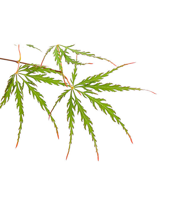  Roter Fächerahorn 'Firecracker®'