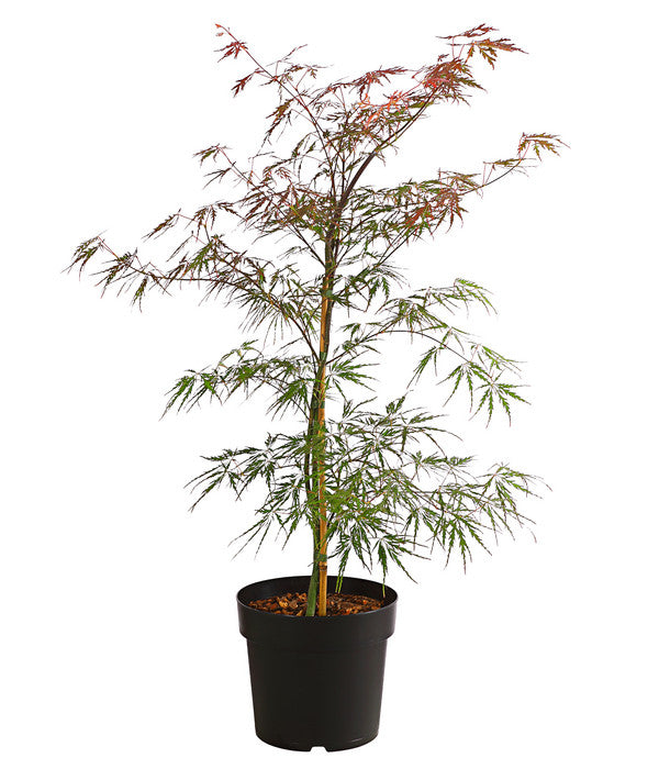  Roter Fächerahorn 'Firecracker®'