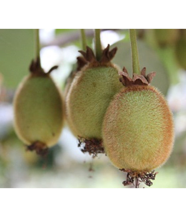  Kiwi 'Issai'