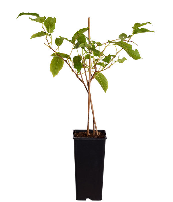  Kiwi 'Issai'