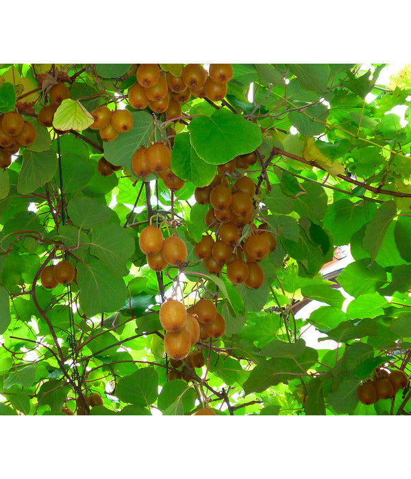  Kiwi 'Issai'