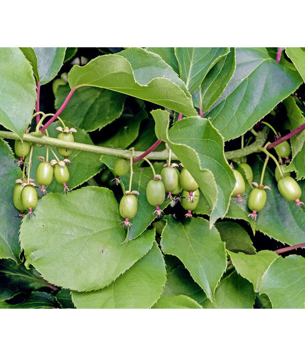  Kiwi 'Weiki®'