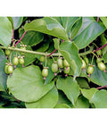  Kiwi 'Weiki®'