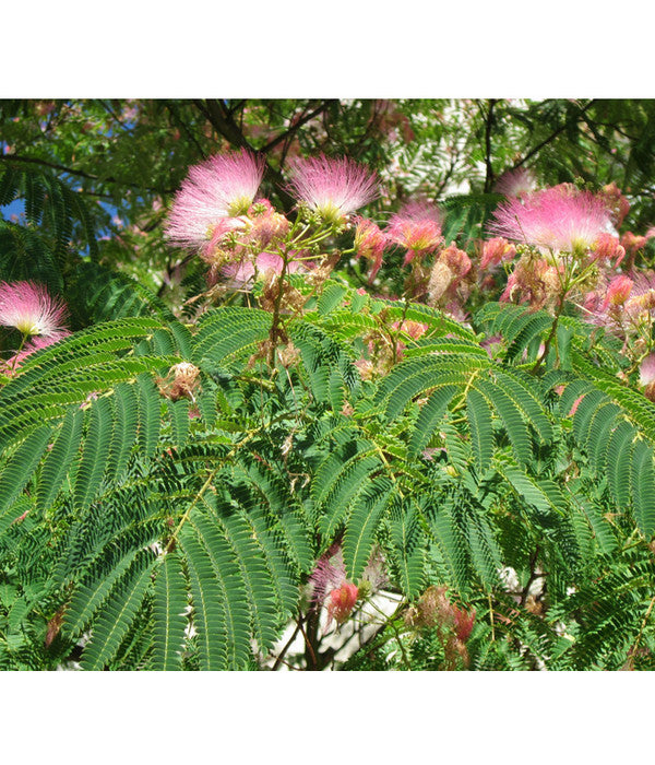  Seidenbaum - Seidenakazie 'Ombrella'