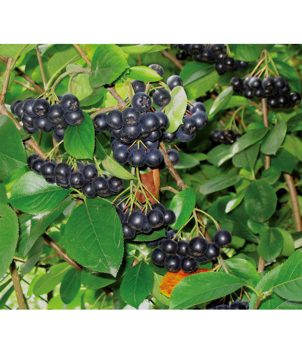  Apfelbeere, Aronia 'Viking'