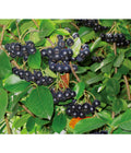  Apfelbeere, Aronia 'Viking'