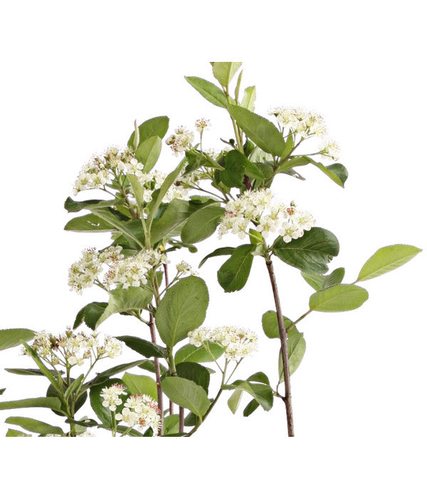  Apfelbeere, Aronia 'Viking'