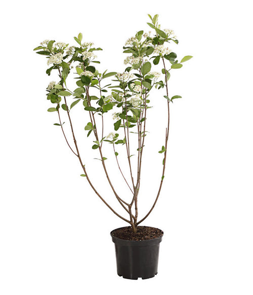  Apfelbeere, Aronia 'Viking'