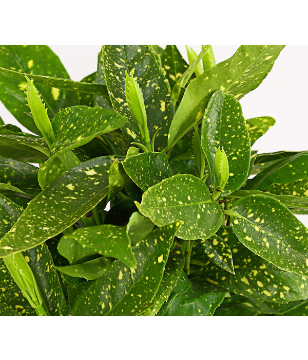  Buntlaubige Aukube 'Variegata'