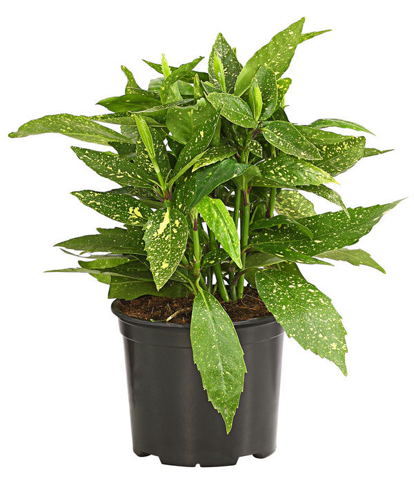  Buntlaubige Aukube 'Variegata'