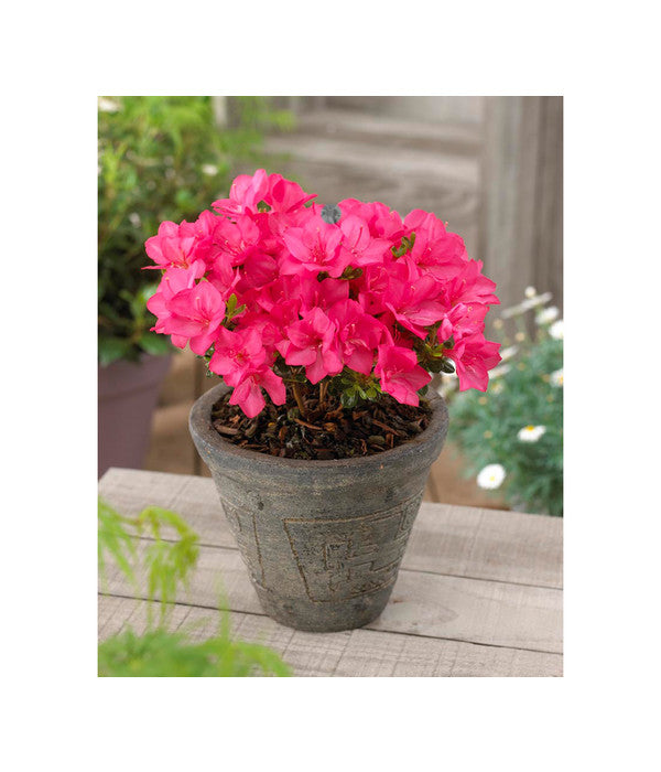  Japanische Azalee 'Anouk'