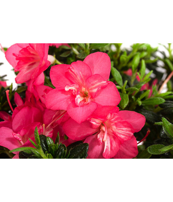  Japanische Azalee 'Anouk'