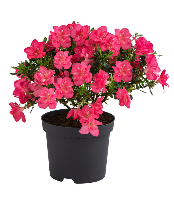  Japanische Azalee 'Anouk'