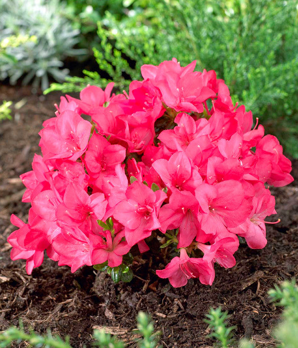  Japanische Azalee 'Anouk'