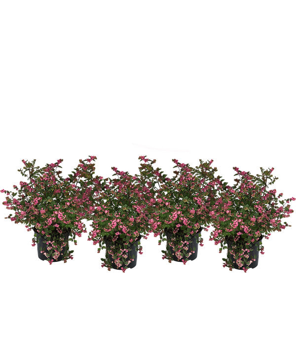  Blütenhecke 'Mother Of Pearl', 4er-Set