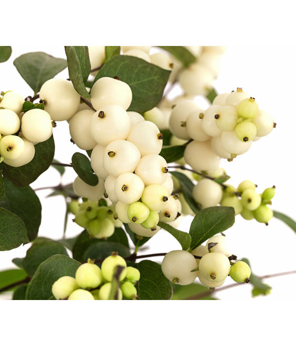  Blütenhecke 'White Hedge', 4er-Set
