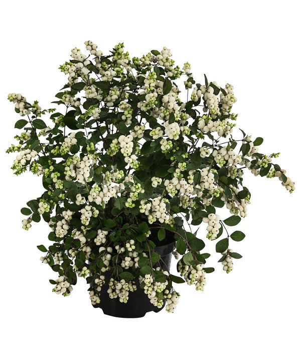  Blütenhecke 'White Hedge', 4er-Set